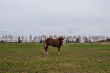 Kafasında beyaz bir leke olan kahverengi bir at çayırda otluyor.