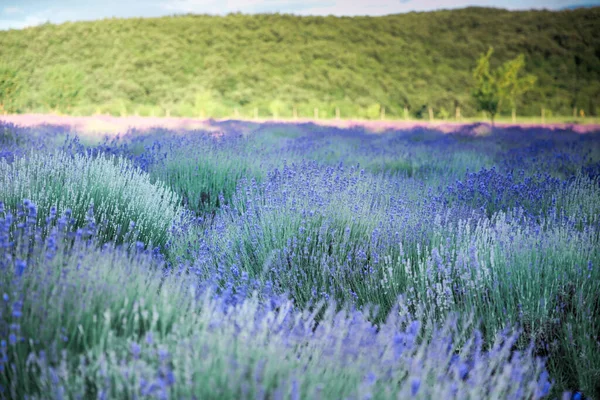 Flores de lavanda em campo no verão na Hungria — Fotografia de Stock