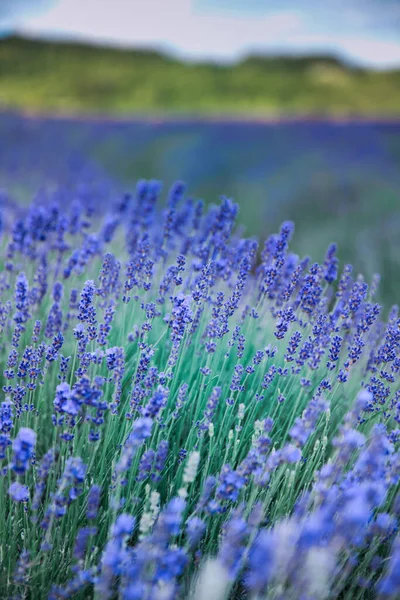 Fiori di lavanda sul campo in estate in Ungheria — Foto Stock