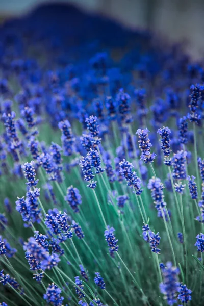 Fleurs de lavande sur le terrain en été en Hongrie — Photo