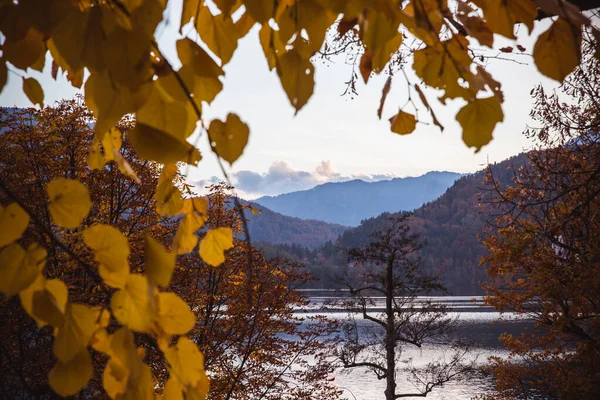 Feuilles jaunes automne au lac de Bled en Slovénie en vue d'une île — Photo