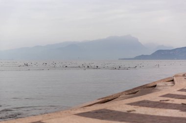 Kitle yüzlerce ördek, kaz ve kuğuyu Garda, İtalya 'daki bir gölden çıkardı.