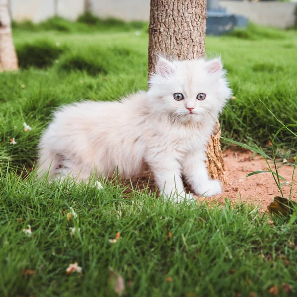 Mavi gözlü İranlı kedi yavrusu.