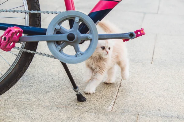 Gatinho persa assustado com olhos azuis perto da bicicleta — Fotografia de Stock