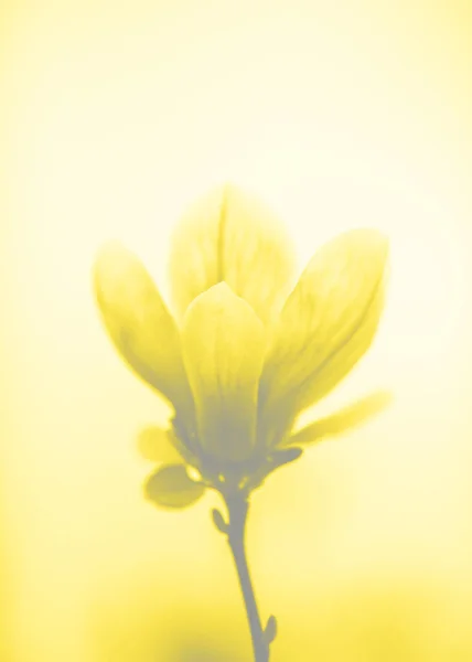 Bela flor de magnólia close up. Árvore de magnólia florescente na primavera. Foco seletivo. Visualização cores da moda do ano 2021 - Cinza e amarelo. — Fotografia de Stock