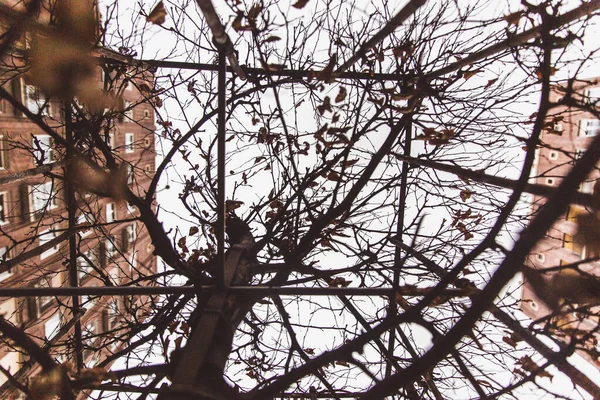 Herfstbomen op Madach Imre plein, Madach ter in het centrum van Boedapest — Stockfoto