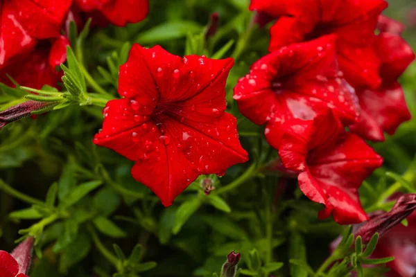 Schöne rote Petunienblüten mit Tautropfen darauf — Stockfoto