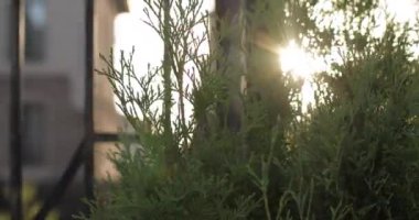 Çalıların arasından gün ışığı geliyor..