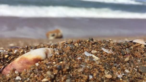 Macro-opname van shell van de zee en de golven in slow motion — Stockvideo