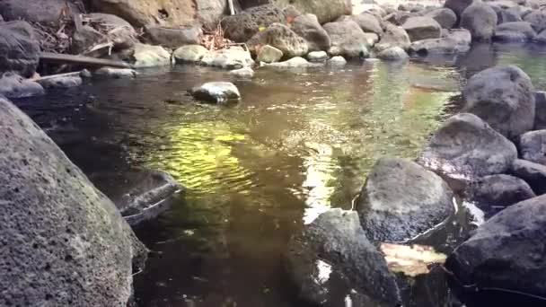 Natural stream of water in a brook — Stock Video