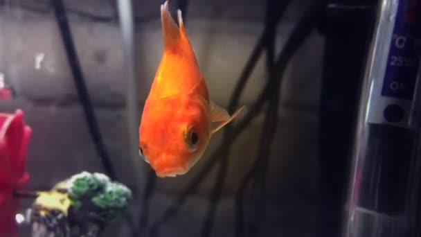 Маленькая золотая рыбка в аквариуме — стоковое видео
