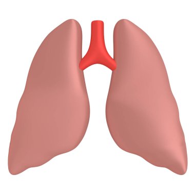 Akciğerlerin 3 boyutlu çizimi, beyaza izole edilmiş..