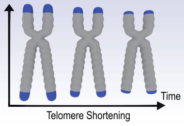 3D illustration of three stages of a chromosome, showing the shortening of a DNA telomere. clipart