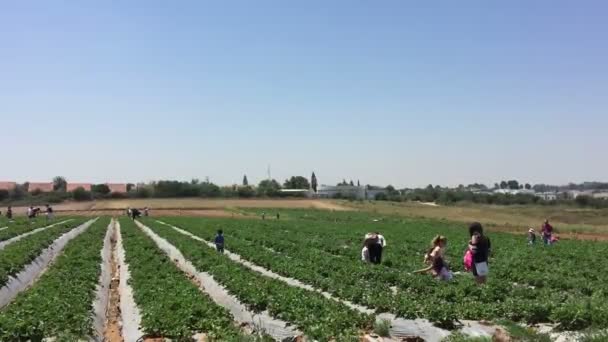 Cultivos de fresas — Vídeos de Stock