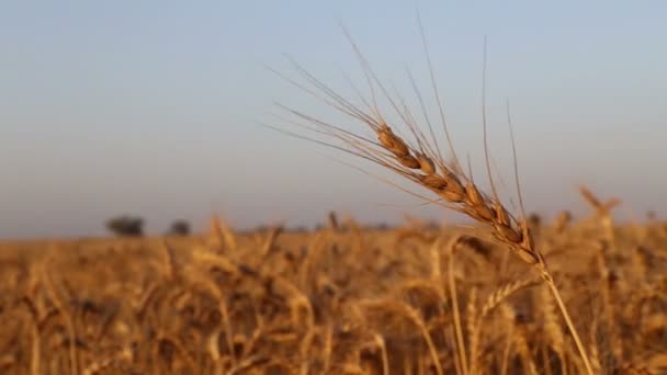 champ de blé au coucher du soleil