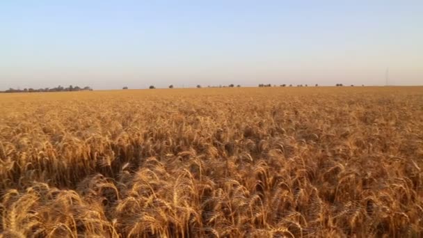 Pan over wheat field on sunset — Stock Video