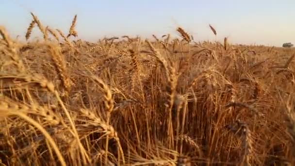 Em um campo de trigo no pôr do sol — Vídeo de Stock