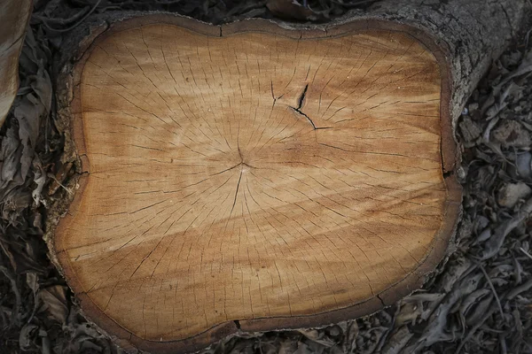 Detail pahýl stromu — Stock fotografie
