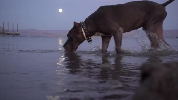 Hund überquert Wasser in Zeitlupe — Stockvideo