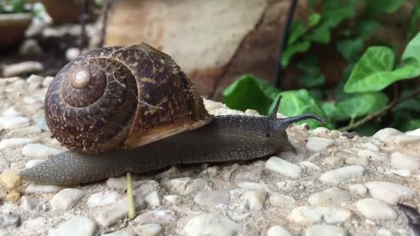 Caracol avanzando lentamente sobre el pavimento — Vídeo de stock