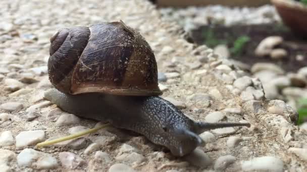 Caracol avanzando lentamente sobre el pavimento — Vídeo de stock