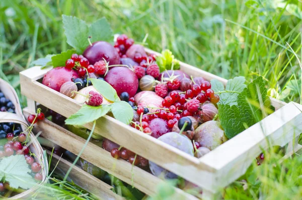 Ripe fruit and berries in a wooden box on a background of green grass. Currant, gooseberries, plums, apples, figs, blackberry, pear, peach, raspberry, black currant.