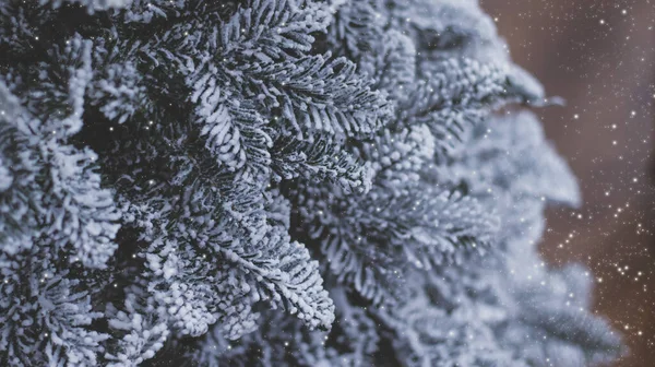 Ramos Uma Árvore Natal Nevada Luz Fria Neve Artificial Fundo — Fotografia de Stock