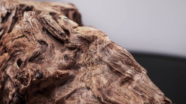 Dalgalar, ahşap dokular. Dekoratif ahşap element, yakın plan, minimalizm. İç mekan için sanat objesi. Yaşlı bir ağacın kavisli kökü. Ahşap arkaplan.