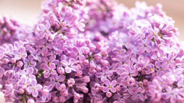Dekoratif kompozisyon. Mutfağın iç tarafında bir demet leylak var. Bir fincan çay ve çikolatalı kek. Vazoda bir buket leylak. İç kısımlarında leylaklar olan bahar çiçekleri.. 