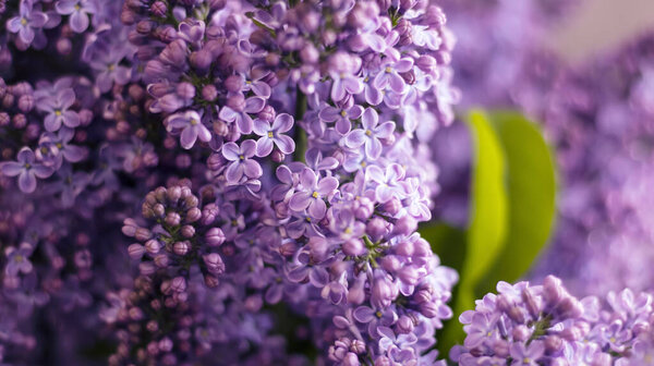 Декоративная композиция с букетом сирени в светлом интерьере кухни. Чашка чая и шоколадный торт. Букет сирени в вазе. Весенний цветочный фон с сиренью в интерьере. 