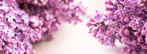Prachtige Bloemenlente Achtergrond Banner Met Lila Takken Lilac Close Wazige — Stockfoto