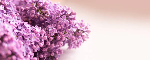Prachtige Bloemenlente Achtergrond Banner Met Lila Takken Lilac Close Wazige — Stockfoto