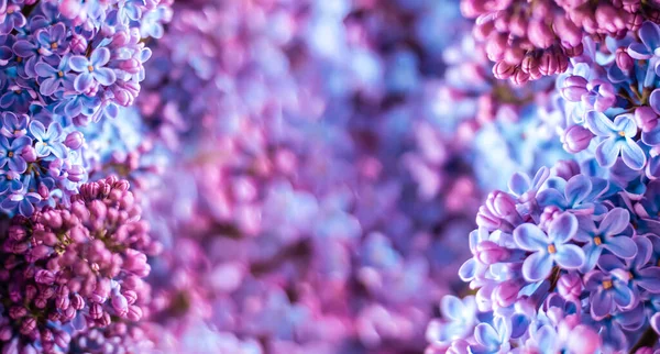 Prachtige Bloemenlente Achtergrond Banner Met Lila Takken Lilac Close Wazige — Stockfoto