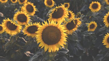 Güzel bir günbatımında çiçek açan bir tarla. Sarı ayçiçekleri olan doğal çiçek arkaplanı. Atmosferik akşam manzarası. 