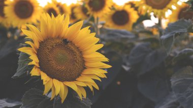 Güzel bir günbatımında çiçek açan bir tarla. Sarı ayçiçekleri olan doğal çiçek arkaplanı. Atmosferik akşam manzarası. 
