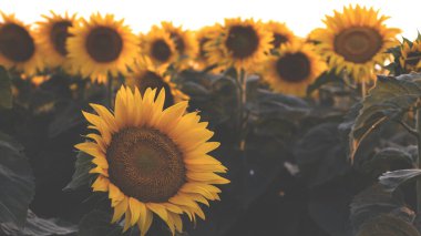 Güzel bir günbatımında çiçek açan bir tarla. Sarı ayçiçekleri olan doğal çiçek arkaplanı. Atmosferik akşam manzarası. 