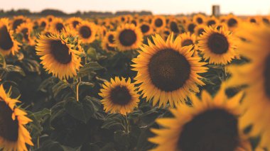 Güzel bir günbatımında çiçek açan bir tarla. Sarı ayçiçekleri olan doğal çiçek arkaplanı. Atmosferik akşam manzarası. 
