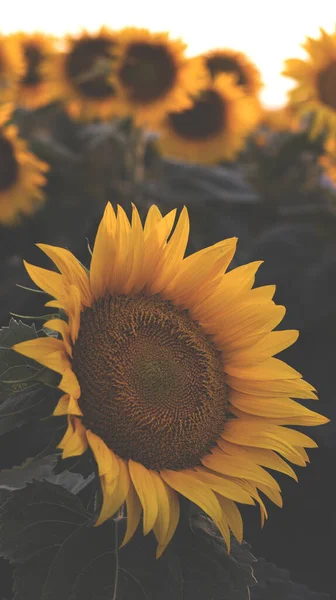 Champ Avec Des Tournesols Fleurs Beau Coucher Soleil Fond Floral — Photo