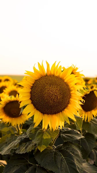 Champ Avec Des Tournesols Fleurs Beau Coucher Soleil Fond Floral — Photo