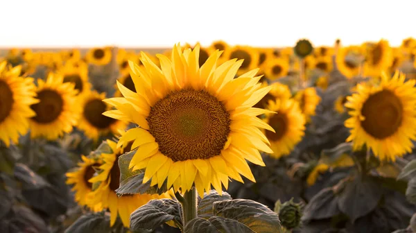 Champ Avec Des Tournesols Fleurs Beau Coucher Soleil Fond Floral — Photo