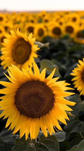 Champ Avec Des Tournesols Fleurs Beau Coucher Soleil Fond Floral — Photo