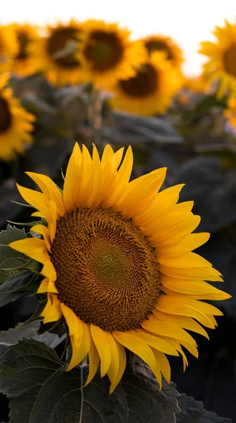 Champ Avec Des Tournesols Fleurs Beau Coucher Soleil Fond Floral — Photo