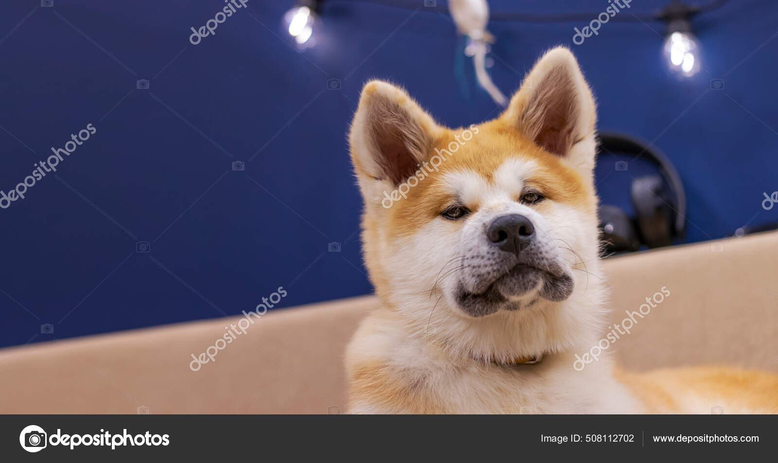 Toy hot sale akita puppy