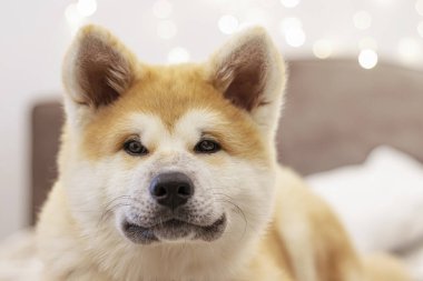 Kanepede yumuşak bir oyuncağı olan mutlu Akita köpeği, arka plandaki ışıklı duvarın altında bokeh ışıkları var. Akita Inu yavrusu. Köpek gülüşü, güzel evcil köpek. Neşeli köpek..
