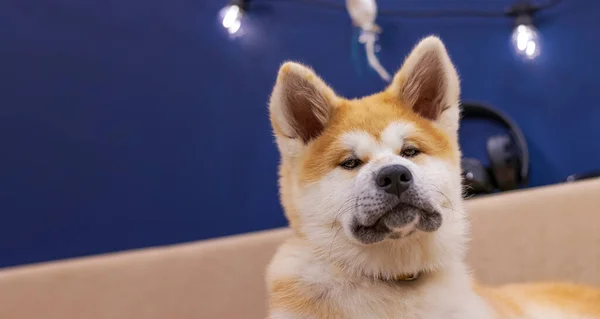快乐的秋田狗 沙发上有一个柔软的玩具 背靠着一面蓝色的墙 秋田英努小狗 狗狗笑 美丽的小家犬 — 图库照片