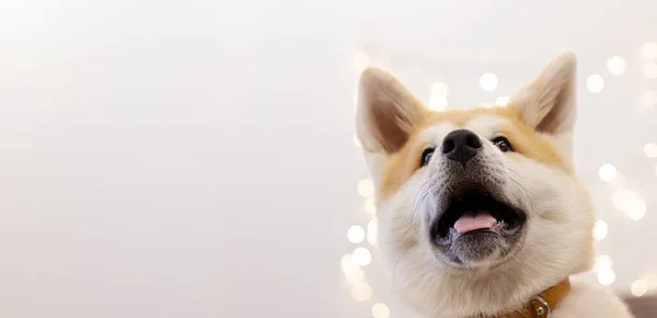 Happy Akita Hond Met Een Zacht Speeltje Bank Tegen Achtergrond — Stockfoto
