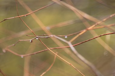 Dallardaki yağmur damlaları