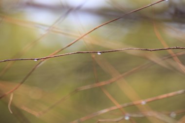 Dallardaki yağmur damlaları