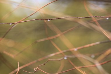 Dallardaki yağmur damlaları