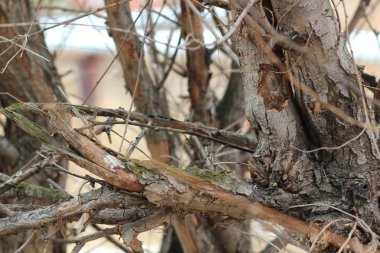 Bir ağaç dalına yakın plan